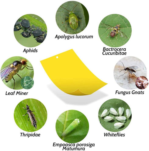 Kensizer 30-Pack Fruit Fly Trap, Yellow Sticky Gnat Traps Killer for Indoor/Outdoor Flying Plant Insect Like Fungus Gnats, Whiteflies, Aphids, Lea...