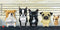 buyartforless The Lineup by Brian Rubenacker 24x12 Art Print Poster Wall Decor Dog Humor Cute Funny Dogs Police Lineup...