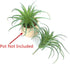2 PCS Artificial Succulents Plants Unpotted Fake Tillandsia Air Plants Succulent Bouquet Arrangements Faux Plants DIY for Garden Decor Home Decora...