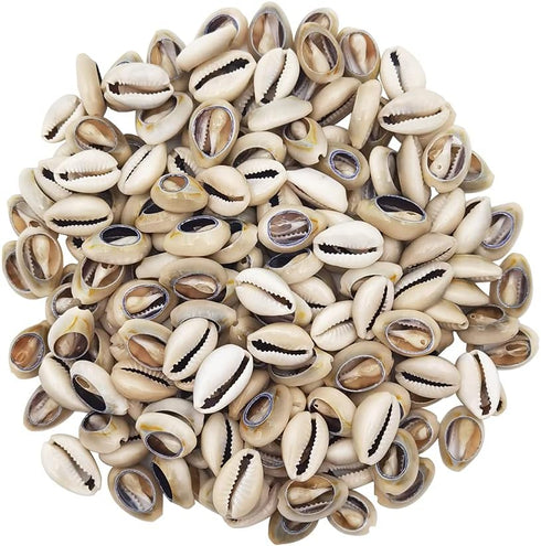 8 Ounces (160~220pieces) Natural Spiral Cowrie Shell Beads Cut Sea Shell Connectors Beach Seashells Cowrie Shell Charms for Jewelry Making (Gray 0...