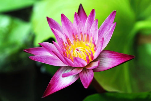 30 Mixed Miniature Water Lily & Lotus Seeds Vibrant Blooms for Bowls & Ponds Non-GMO, Indoor/Outdoor Water Garden in a Bowl or Pond...