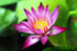 30 Mixed Miniature Water Lily & Lotus Seeds Vibrant Blooms for Bowls & Ponds Non-GMO, Indoor/Outdoor Water Garden in a Bowl or Pond...