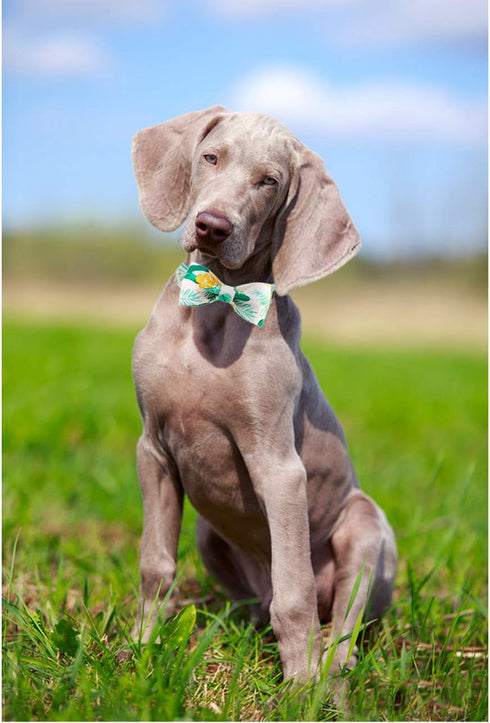 ARING PET Bowtie Dog Collar Adjustable Collars with Bow Tie for Dogs Small Medium Large...