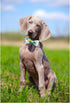ARING PET Bowtie Dog Collar Adjustable Collars with Bow Tie for Dogs Small Medium Large...