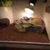 PINVNBY Turtle Basking Platform,Tortoise Resin Dock Resting Rock Reptile Habitat Ornament Hiding Cave Floating Ledge Aquarium Decoration for Beard...