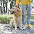 Rope Slip Lead Dog Leash, Heavy Duty 1/2” by 5ft Solid Colors 7+ Climbing Nylon Round Dog Training Leash, No Pull Dog Lead Great for Medium and La...