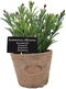 Esschert Design Artificial Herb Plant, Rosemary, Large...