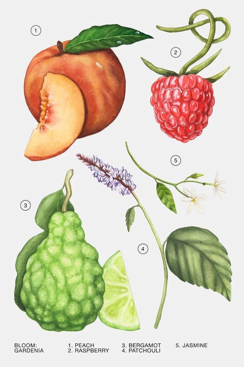 Zara Gardenia Perfume for Women EDP Eau De Parfum 30 ML (1.0 FL. OZ)...