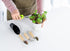5Pcs Succulent Tools Mini Garden Small Gardening Tools Indoor, Pruning Shear Gardening Scissors, Hand Tool kit for Bonsai, Cactus, Fairy, Housepla...