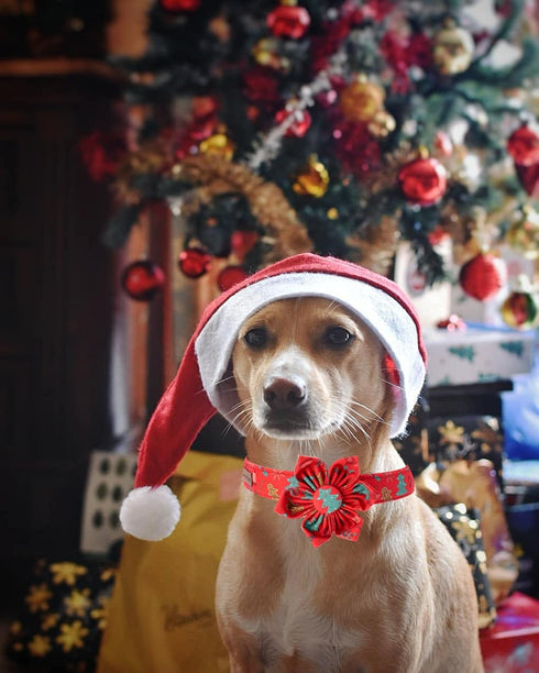 Elegant little tail Christmas Dog Collar, Female or Male Dog Collar Flower, Pet Collar Adjustable Dog Collars with Flower for Small Medium Large D...
