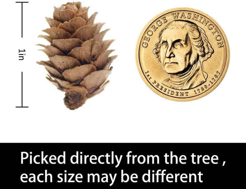 Deloky 150 Pcs Christmas Natural Mini Pine Cones- 2CM Thanksgiving Small Pinecones Ornaments Vase Fillers for DIY Crafts, Home Decorations, Fall a...