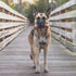 Beef Trachea Dog Training Treats Single Ingredient and Made in USA 2X...