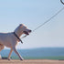 6 FT Chew Proof Metal Dog Leash with Coated Steel Cable and Padded Handle Unchewable Wire Dog Leash for Small Medium Dogs...