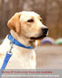 Reflective Dog Collar with Buckle Adjustable Safety Nylon Collars for Small Medium Large Dogs, Navy Blue L...