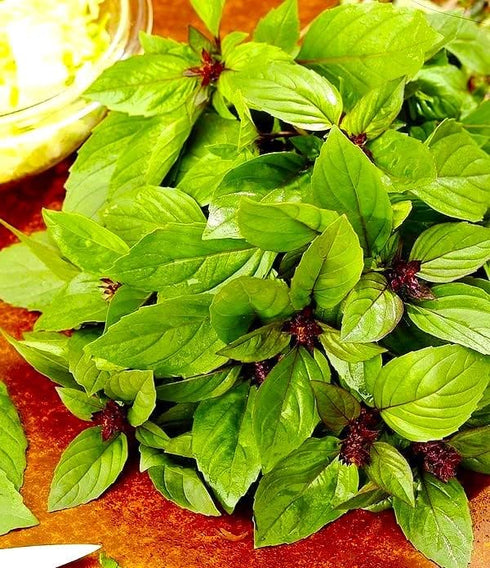 Mexican Basil with Cinnamon Flavor Exotic Herb Garden Seeds for Planting 200+ Seeds...
