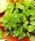Mexican Basil with Cinnamon Flavor Exotic Herb Garden Seeds for Planting 200+ Seeds...