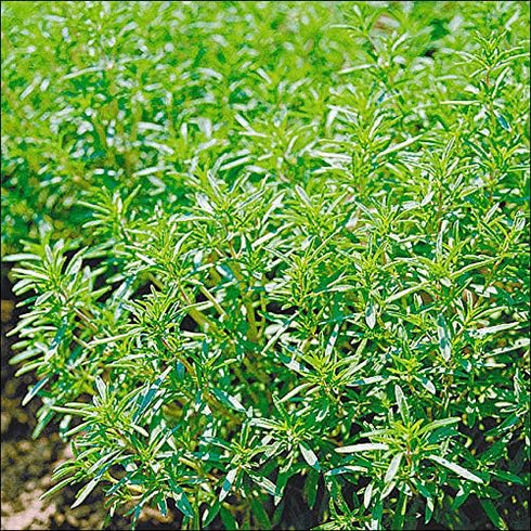 Seeds Sweet Summer Savory Medicinal Heirloom Herbs Non GMO for Planting...