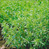 Seeds Sweet Summer Savory Medicinal Heirloom Herbs Non GMO for Planting...