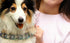 Rainbow Color Prong Pinch Dog Collar, Training Collar for Dogs,No Pull Dog Collar for Small Medium Large Dogs(XL)...