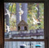 Anti-Collision Window Bird Stickers Decals Glass Door Protect and Save Bird Strikes (Transparent-36 Pcs)...