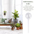 10 Pcs Clear Plant Watering Bulbs,Plastic Automatic Watering System for Plants,Garden Water Device for Plant Indoor Outdoor...