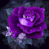 ARAZADR Full Embroidery Starter Kits for Adults Kids Beginners 11CT 3Theads Printed Piture Purple Rose Painting on Canvas Needle Kits Intelligence...