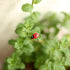 20-Piece Set: Seven-Spot Ladybug Décor - Wooden Handcrafted Simulation Beetle Garden with Realistic Ladybug Insect Miniature Sample Model - Yard, ...