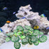 6PCS Aquarium Plants Fish Tank Decorations Betta Silk Plastic Plants for Aquarium Decor...