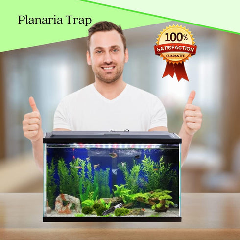 Planaria Trap Crystal Red Shrimp Tank Aquarium Bristle Worm Catcher, Shrimp Dwarf Shrimp Ghost Shrimp Live Freshwater Cleaning Supplies Clear Glas...