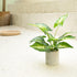 Velener 1Pc Faux Plant Indoor in Plant Pot 16"- House Plant for Farmhouse Kitchen Decor Living Room Accessories Home Office Cubicle Bookshelf Gues...