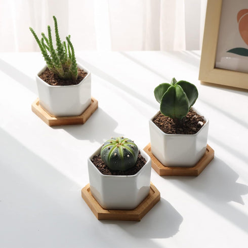 T4U Small White Succulent Planter Pots with Bamboo Tray Hexagon Set of 2, Geometric Ceramic Cactus Plant Holder, Succulent Plant Gifts for Gardene...