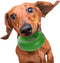 Goughnuts - Rubber Dog Chew Toy Med .75, Green, Ring...