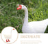 Goose Statue Farm Animal Sculpture: Garden Goose Statue Yard Farm Animal Figurine Country Easter Patio Home Decoration for Indoor Outdoor Desktop(...