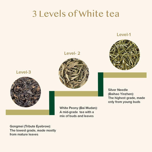 VAHDAM, Silver Pine Needle White Tea Loose Leaf 50g | Caffeine Free, Gluten Free | Pure Unblended Loose Leaf Tea | Vacuum Sealed | Brew As Hot, Ic...