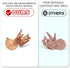 19 PCS Mini Mammal Skull Set Realistic Dinosaur Bones Prehistoric Animals Head Skeleton Playsets Ancient Daeodon Mastodon Collection Figures Model...