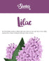 Shortie's Candle Company Pure Lilac Wax Melts Multi Pack - 2 Highly Scented 3 Oz. Bars (6 Oz. Total) - Made with Natural Oils - Flower & Floral Ai...