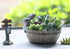 ChezMax Succulent Planter Rabbit Shaped Flowerpot Plant Pot Resin Vase Container Home Garden Decorative...