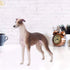 Greyhound Model, Plastic Material Simulation Greyhound , Teaching Tool Smoothing for...
