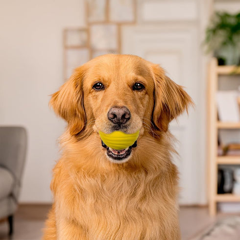 Playology Dual Layer Ball for Dogs | Engaging All Natural Chicken Scented Yellow Dog Toy | Jumbo Sized Chew Ball for Large to X-Large Dogs (50 lbs...