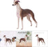 Greyhound Model, Plastic Material Simulation Greyhound , Teaching Tool Smoothing for...