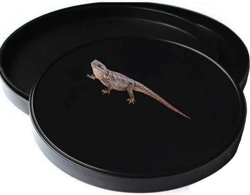 Reptile Water Food Dish Bowl Turtle Feeder Tortoise Feeding Dish Container (M, Black)...