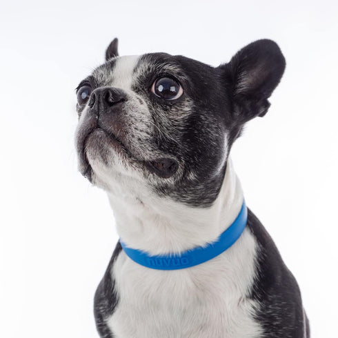 Waterproof and Durable Dog Collar, Comfortable, Soft and Lightweight Adjustable Collar for Active Dogs (Small, Blueberry Blue)...