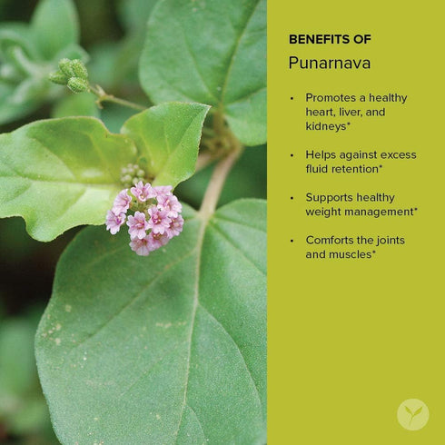 Banyan Botanicals Organic Punarnava Powder – Boerhavia diffusa – for Weight Management, Liver & Kidney Support & More* – 1/2lb. – Non-GMO Sustaina...