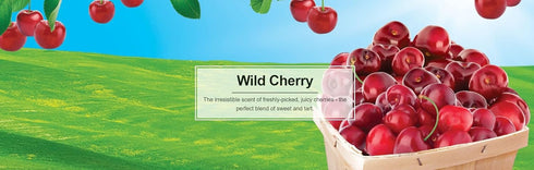 LITTLE TREES Car Air Freshener | Hanging Paper Tree for Home or Car | Wild Cherry | 24 Pack...