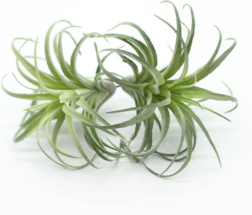 2PCS Artificial Flocking Tillandsia Air Plants Faux Succulents Bromeliads for Indoor/Outdoor Garden and Home Decor, Terrarium Decorations, Arrange...