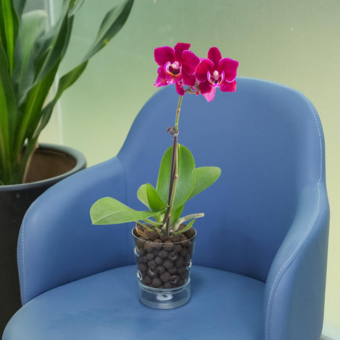 4inch Self Watering Glass Orchid Pot with Holes, Clear Plant Pot Orchids Planter for Indoor Plants with Saucer Reservoir & Drainage Holes, Easy Se...