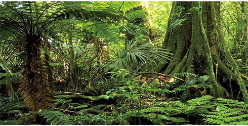 AWERT 30x18 inches Forest Terrarium Background Stone Green Huge Tree Reptile Habitat Background Tropical Rainforest Aquarium Background Durable Po...