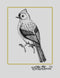 Sketchbook: Bird Sketch, Large 8.5" x 11", 110 Pages, Perfect for Everyone, Crayons, Pencils, Drawing and Sketching...