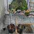 Parrot Feeding Cups Hanging Pet Animal Stainless Steel Birdcage Bowls Bird Bowls for Cage Parakeet Bird Cage Accessories Suitable Small and Medium...