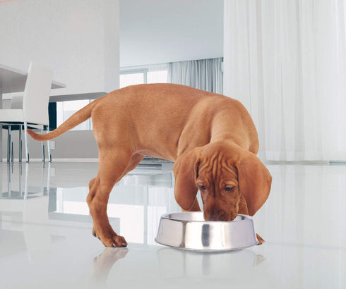 ICONIC PET 2 Pack of 2 Cup Stainless Steel Non Skid Pet Bowls for Dog or Cat with Raised Rim Dishwasher Safe Pet Food and Water Bowls - 16 Oz...